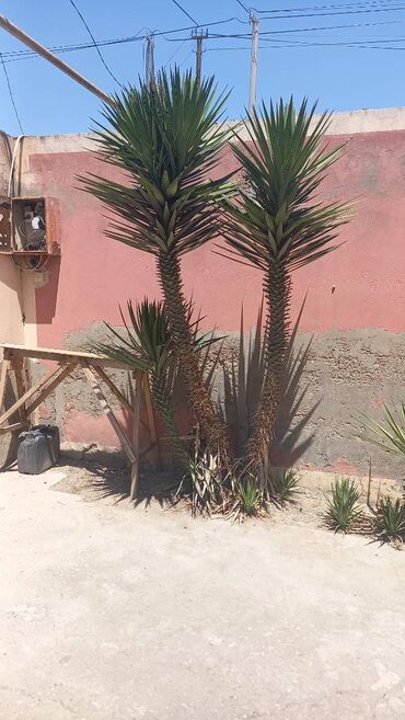 otaq etirleri: Satıram 6 ədəd palma ağacı hamsı birlikdə satılır aşağı yeri var