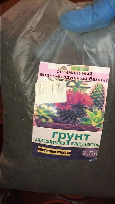 Алоэ: АЛОЭ Древовидные ("Столетники"). Возраст: от 3 лет и больше — 9