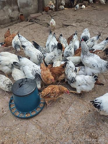 yemler: Toyuq, Adler, Damazlıq, Ünvandan götürmə — 1