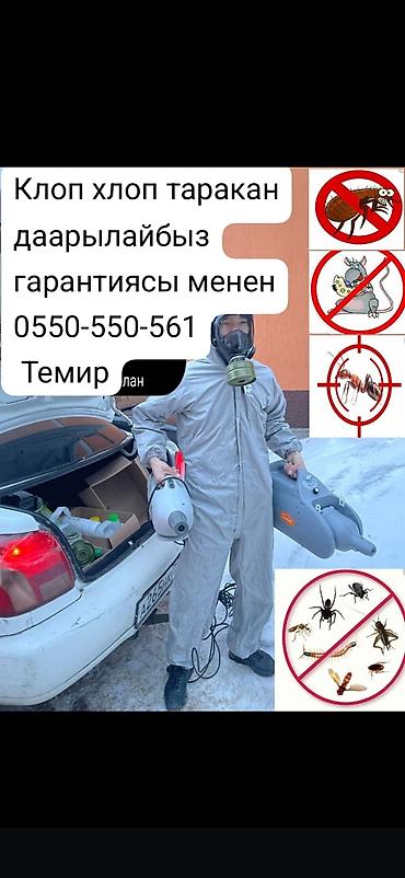 Клининг кызматтары: Дезинфекциялоо, дезинсекциялоо, | Кумурскалар, Чычкандар жана келемиштер, Канталалар, | Жертөлө, ороо, Офистер, Унаа — 2