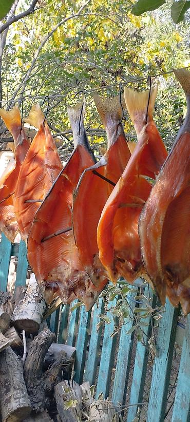 Другая рыбная продукция: Продаю холодного и горячего копчения Форель, домашнего приготовления — 10