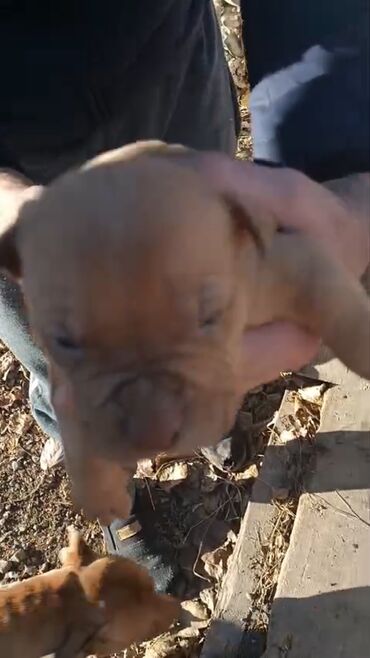 İtlər: Pitbul, 1 ay, Erkek, Peyvəndli, Pulsuz çatdırılma — 14