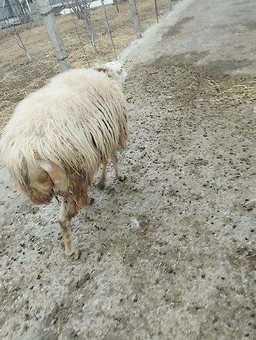 Qoyunlar, qoçlar: Erkək, il: 2, Damazlıq — 9