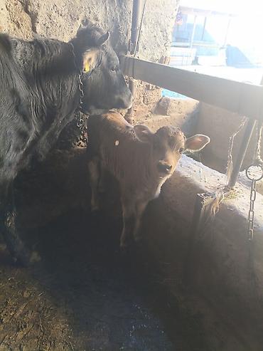Коровы, быки: Продаю | Тёлка | Для разведения — 10