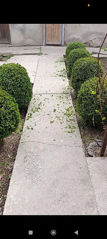 Самшит: Самшит (Buxus sempervirens) — взрослые сформированные кусты ПРОДАЮ С — 9