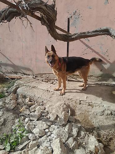 İtlər: Alman çoban iti, 3 il, Dişi, Ünvandan götürmə — 15