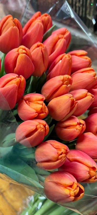 Цветы и букеты: Тюльпаны с теплицы — срезка свежего дня. - Ассортимент: однотонные и — 8