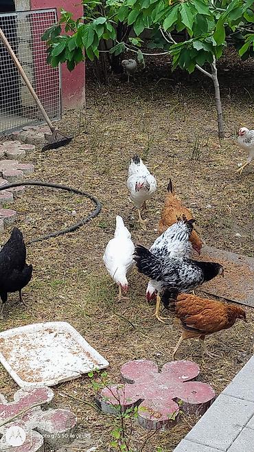 cins xoruz harda banliyar: Cücələr – qarışıq yerli yumurtacı xəttlər - Fotoşəkillərdə görünən ev — 3