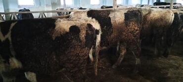 Inəklər, öküzlər: Məhsul: Qaramal – ət istiqamətli dana/öküzlər Təsvir: - Şəkillərdə — 7