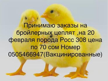 Куры, петухи: Продаю бролеры на 20 февраля . (вакцинированные) росс 308