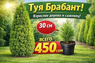 саженцы елки: Туи местные выращенные в Кыргызстане 100% приживаемость!!! Саженцы — 2