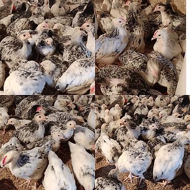 Toyuqlar: ‼️ Serebrist Colpaları 2 aylığ tam sağlam iri və yumurtalığ — 1