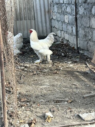 Toyuqlar: Toyuq, Brama, Yumurtalıq, Ünvandan götürmə — 9