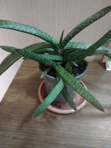 Другие комнатные растения: Суккуленты. каждый 300 сом.Алоэ 500. Молодая гвардия — 8