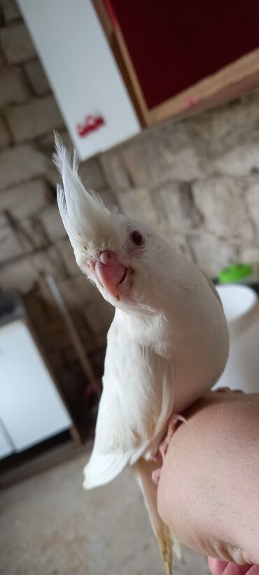 Tutuquşları: Yeni dene dusmus ve boyuk quslar var 65 manat cox goturen olsa endirim — 11