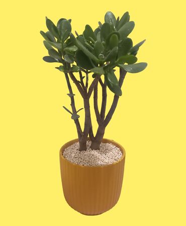 kaktus gulleri: Crassula (Pul Gülü) Krasula və ya ''pul ağacı'' adlanan otaq bitkisi
