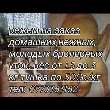 домашние куры бишкек: На заказ домашние, вкусные, нежные, молодые бролерные утки. тушка от
