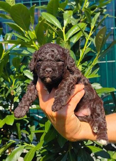 Psi: Lagotto Romagnolo štenci Odgajivačnica "Bellgotto" 7522 sa — 11