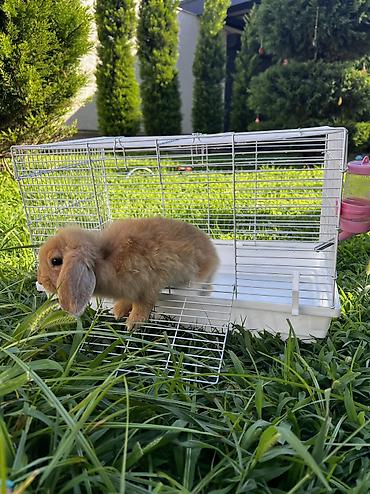 dovşan üçün qəfəs: Çox gözəl və nadir rəngə sahib Holland Lop balası satılır. 🐰 2 aylıq — 4