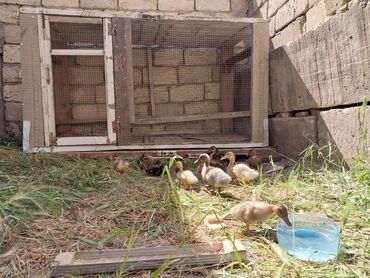yuxuda ördək balaları görmək: Salam reyberey sapasaglam ördek balalari yesikle birliyde 150 manata