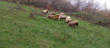 Qoyunlar, qoçlar: Dişi, Romanov, Qala, il: 1, 1 kq, Damazlıq, Südlük, Rayonlara çatdırılma, Ünvandan götürmə, Pulsuz çatdırılma — 3