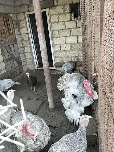 eşşək sudu satışı: Məhsul: Kanada cinsli hind quşu yumurtası Təsvir: - Təbii şəraitdə — 2