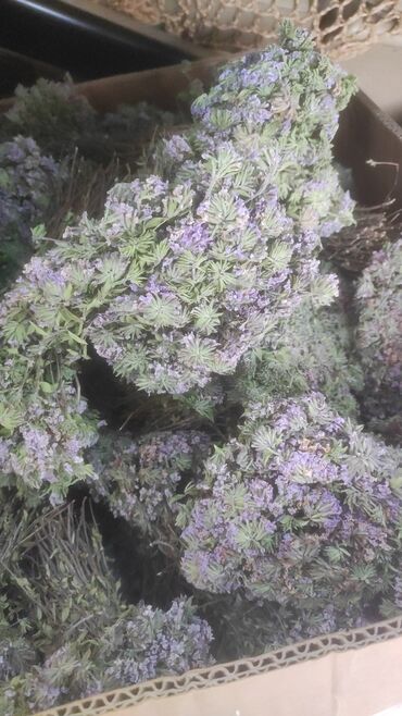 Çöl bitkiləri: Bütün növ yerli və xaricdən gəlmə bitkilərin topdan satışı Çərəz — 4