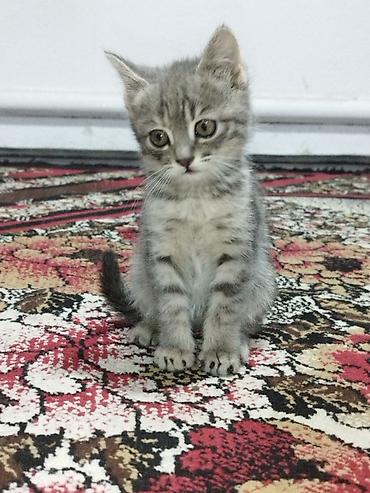 котята отдам в хорошие руки: Котята, домашние, приучены к лотку. Окрас на выбор: дымчато‑серый — 5