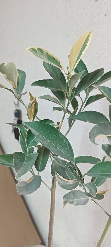 Лимоны: Продаю сортовые цитрусовые растения - ГРЕЙПФРУТ ДУНКАН 130см высота — 13