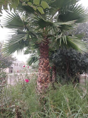 Otaq bitkiləri: 3 eded Washingtoniya palmasi satilir 1 ededi 500 azn Hundurluk 4 metr
