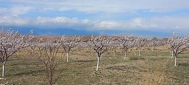 Продажа коттеджей и домов: 7ПРОДАЁТСЯ НОВЫЙ ДОМ из кирпича на ИССЫК-КУЛЕ + 7 га ЗЕМЛИ — 15