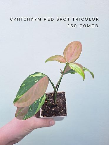 цветы орхидеи: 💚 Комнатные растения (детки/молодые растения). 🪴 Названия и цены — 4