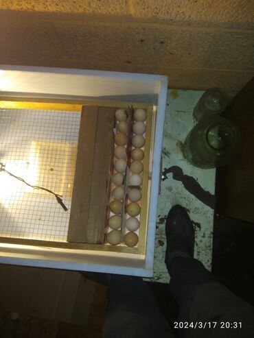 птицы ош: Продаю инкубатор цена 12000 сом помещается 150 яйиц торг возможен