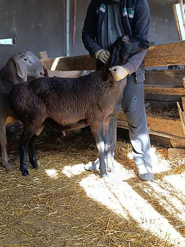 Баран, овца: Продаю | Баран (самец) | Для разведения | Племенные — 2