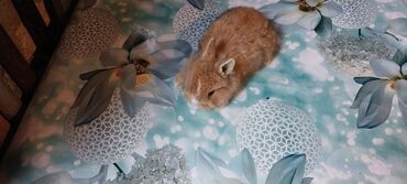 Dovşanlar: Ev dovşanı balaları satılır. Karlik(cırtdan) cinsi. Sağlam və — 38