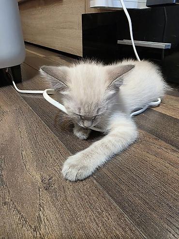 сиамский: Кошка даром: Сиамская, 2 месяца, Мальчик — 2