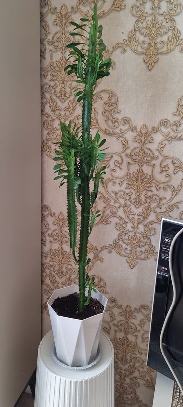 Алоэ: РАСПРОДАЖА ЦВЕТОВ. Продаю цветы ЦВЕТЫ ДЛЯ ОФИСА И ДОМА ВСЕ В ХОРОШИХ — 18