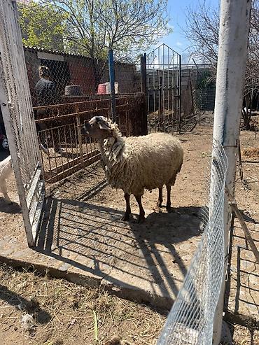 Qoyunlar, qoçlar: Qoyun sürüsü satılır - Növlər: yerli qarışıq ət-yun istiqamətli — 1