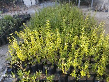 Ağaclar: Satılır: dekorativ bitkilər toplusu - Gül kolları (mini/çalı tipli) – — 13