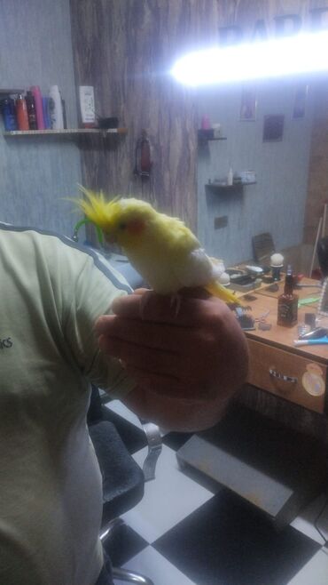 доска объявлений птицы: Nömrəli tutuquşu – nimfa (cockatiel) cinsi - Rəng: sarı-ağ tonlarda