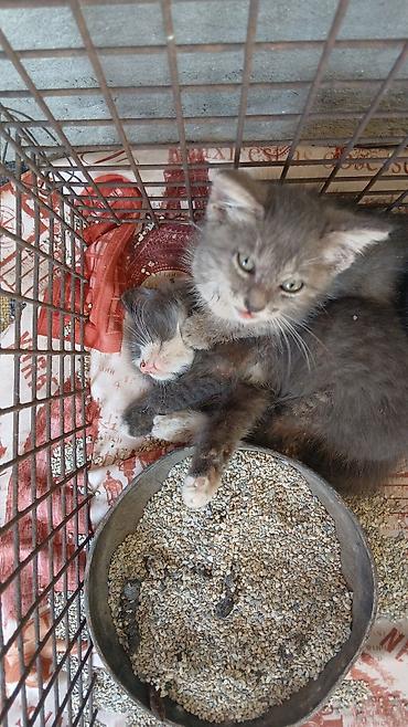 Мышыктар: Котята серого окраса - одом,домашние короткошёрстные - Окрас — 1