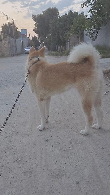 qurd basar iti: Akita-inu, Dişi, Peyvəndli — 3