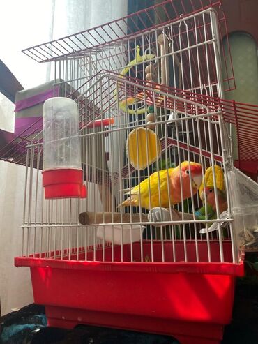 Животные: Продаются попугаи неразлучки в месте с клеткой за 4000 сом +корм на 2