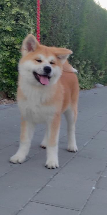 nemački ovčar: AKITA INU – VRHUNSKO FCI LEGLO | KUMA KAI KENNELS Odgajivačnica Kuma — 3
