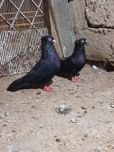 hələb keçisi haqqında məlumat: Salam hazir cutuduler eni quyurug ag gozlerdendi instiye. olsa unvan — 1