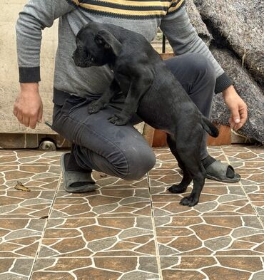 İtlər: Kane-Korso — 7