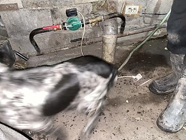 Отдам даром собаку: Собака даром: Кокер-спаниель, 10 месяцев, Самка, С родословной — 5