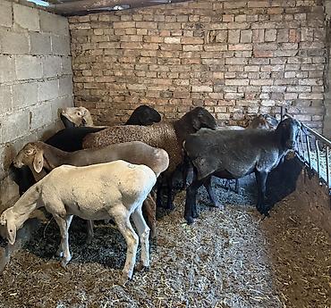 уй ети: Продаю | Овца (самка) | На забой, Для разведения | Ярка, Кастрированные, Матка — 3