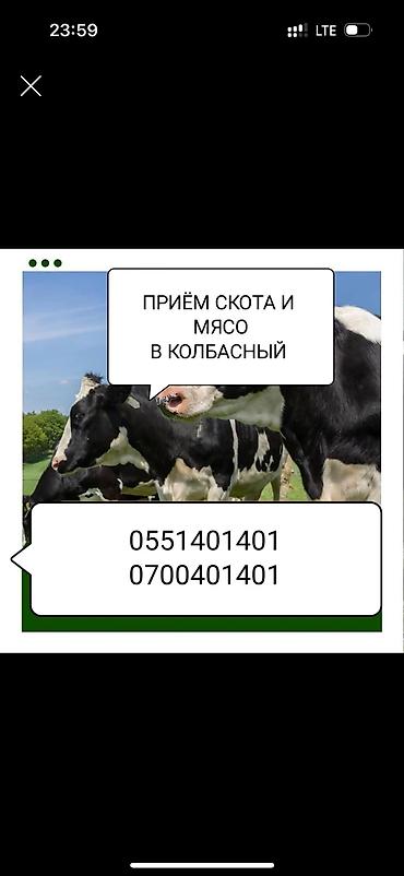 телочки: Туша, Самовывоз — 2