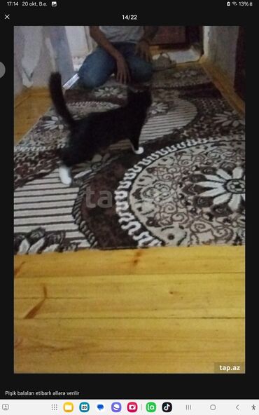 Pişiklər: Yaxşı əllərə — 10